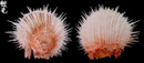 貓舌海菊蛤3