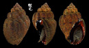 焦泥峨螺 Cantharus melanostomus 1