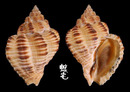 焦泥峨螺 Cantharus melanostomus 4