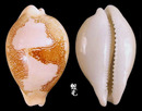 櫻井寶螺 Cypraea sakuraii 1