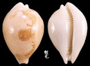 櫻井寶螺 Cypraea sakuraii 3