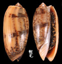 橙口榧螺 Oliva miniacea 2