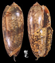 橙口榧螺 Oliva miniacea 3