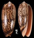 橙口榧螺 Oliva miniacea 4