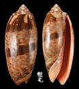 橙口榧螺 Oliva miniacea 5