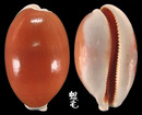 黃金寶螺 Cypraea aurantium 2