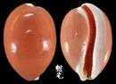 黃金寶螺 Cypraea aurantium 3