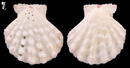 麻六甲海扇蛤