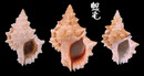 紅口蛙螺 Tutufa bufo 6