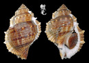 赤蛙螺 Bufonaria rana 1