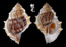 赤蛙螺 Bufonaria rana 3