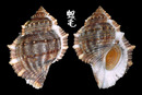 赤蛙螺 Bufonaria rana 5