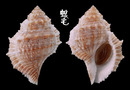 赤蛙螺 Bufonaria rana 6