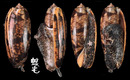 橙口榧螺 Oliva miniacea 1