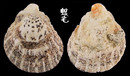 中華海菊蛤2