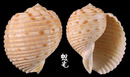 黃口鶉螺1
