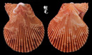 法國海扇蛤 Chlamys varia 1