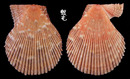 法國海扇蛤 Chlamys varia 3