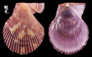 法國海扇蛤 Chlamys varia 4