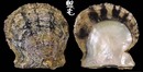 日本真珠蛤 Pinctada martensii 2