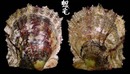 日本真珠蛤 Pinctada martensii 3
