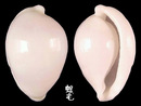 中華海兔螺 Pseudosimnia sinensis