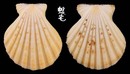 粗肋海扇蛤 Comptopallium radula 2