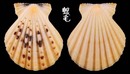粗肋海扇蛤 Comptopallium radula 5