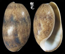 棗螺 Bulla vernicosa 1