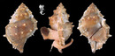 棘蛙螺 Bursa perelegans 1