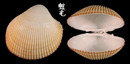 粗毛鳥尾蛤 Plagiocardium setosum 2