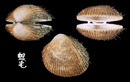 粗毛鳥尾蛤 Plagiocardium setosum 4