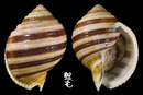褐帶鶉螺 Tonna sulcosa 1