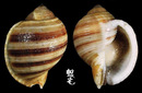褐帶鶉螺 Tonna sulcosa 2