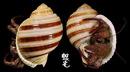褐帶鶉螺 Tonna sulcosa 3
