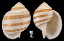 褐帶鶉螺 Tonna sulcosa 4