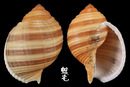 褐帶鶉螺 Tonna sulcosa 5