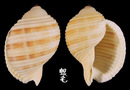 褐帶鶉螺 Tonna sulcosa 7