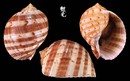 中華鶉螺 Tonna chinensis 1