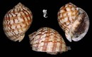 中華鶉螺 Tonna chinensis 2