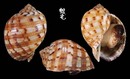 中華鶉螺 Tonna chinensis 4