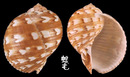 中華鶉螺 Tonna chinensis 5