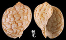 中華鶉螺 Tonna chinensis 8