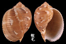 中華鶉螺 Tonna chinensis 10