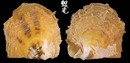 白碟真珠蛤 Pinctada maxima 5