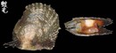 黑碟真珠蛤 Pinctada margaritfera 1