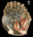 黑碟真珠蛤 Pinctada margaritfera 2