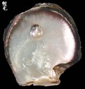 黑碟真珠蛤 Pinctada margaritfera 4