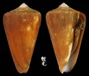蠟黃芋螺 Conus quercinus 3