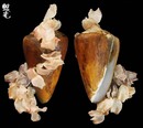 蠟黃芋螺 Conus quercinus 4